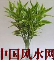 东营十二生肖养什么植物最旺财运？你知道吗！